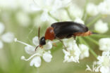 Mordellochroa abdominalis