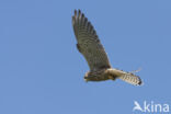 Common Kestrel (Falco tinnunculus)