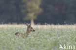 Roe Deer (Capreolus capreolus)