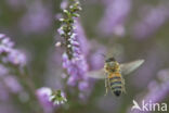 Europese Honingbij (Apis mellifera mellifera)