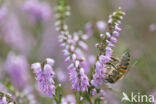 Europese Honingbij (Apis mellifera mellifera)