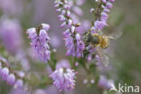 honey bee (Apis mellifera mellifera)