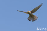 Common Kestrel (Falco tinnunculus)