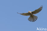 Torenvalk (Falco tinnunculus)
