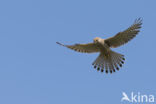 Common Kestrel (Falco tinnunculus)