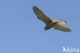 Common Kestrel (Falco tinnunculus)