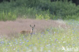 Roe Deer (Capreolus capreolus)