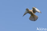 Common Kestrel (Falco tinnunculus)