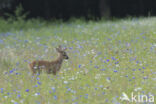 Roe Deer (Capreolus capreolus)