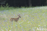 Roe Deer (Capreolus capreolus)