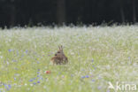 Roe Deer (Capreolus capreolus)