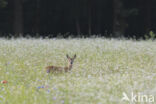 Roe Deer (Capreolus capreolus)