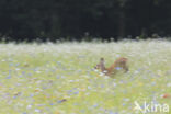 Roe Deer (Capreolus capreolus)