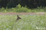 Roe Deer (Capreolus capreolus)