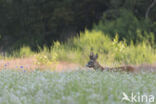 Roe Deer (Capreolus capreolus)