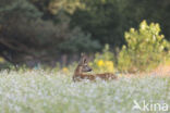 Roe Deer (Capreolus capreolus)