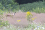 Roe Deer (Capreolus capreolus)