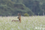 Roe Deer (Capreolus capreolus)