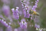 honey bee (Apis mellifera mellifera)