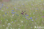 Korenbloem (Centaurea cyanus)