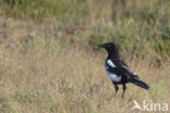 Black-billed Magpie (Pica pica)