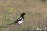 Black-billed Magpie (Pica pica)