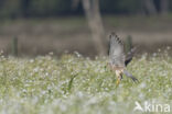 Torenvalk (Falco tinnunculus)