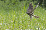 Common Kestrel (Falco tinnunculus)