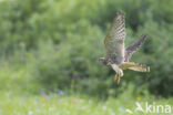 Common Kestrel (Falco tinnunculus)