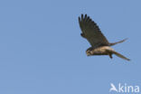 Common Kestrel (Falco tinnunculus)