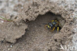 Beewolf (Philanthus triangulum)