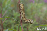 Elephant Hawk-moth (Deilephila elpenor)