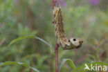 Elephant Hawk-moth (Deilephila elpenor)