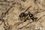 Potter Wasp (Eumenes spec.)