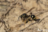 Potter Wasp (Eumenes spec.)