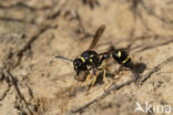 Potter Wasp (Eumenes spec.)