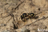 Potter Wasp (Eumenes spec.)