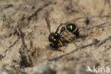 Potter Wasp (Eumenes spec.)