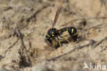 Potter Wasp (Eumenes spec.)
