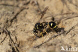 Potter Wasp (Eumenes spec.)