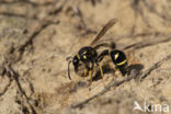 Potter Wasp (Eumenes spec.)