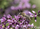 Heidezandbij (Andrena fuscipes)