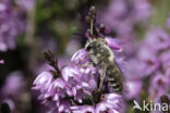 Heidezandbij (Andrena fuscipes)