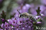 Heidezandbij (Andrena fuscipes)