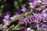 Heidezandbij (Andrena fuscipes)