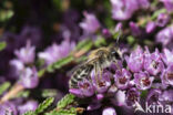 Heidezandbij (Andrena fuscipes)