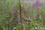 Groot avondrood (Deilephila elpenor)