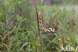 Elephant Hawk-moth (Deilephila elpenor)