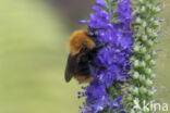 Common Carder Bee (Bombus agrorum)