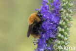 Common Carder Bee (Bombus agrorum)